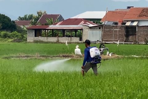 Stok beras Kabupaten Madiun surplus capai 4.897 ton