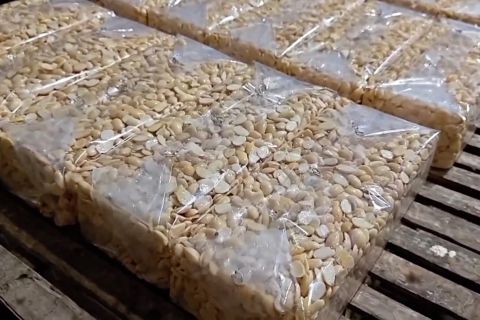 Wamen Diktisaintek dorong tempe jadi produk kelas ekspor