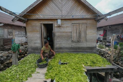Komoditi selada laut di Wakatobi