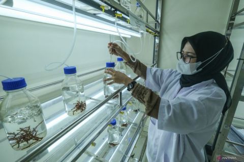 Laboratorium pembudidayaan rumput laut di Wakatobi
