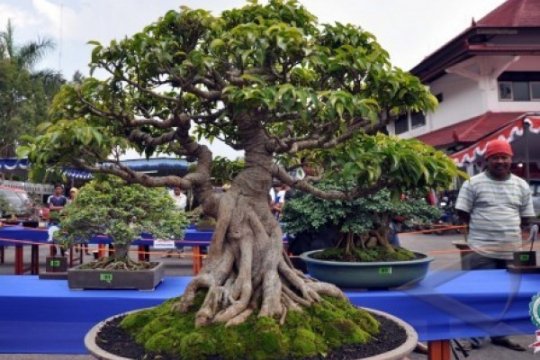 PESONA ASRI BONSAI Page 1 Small