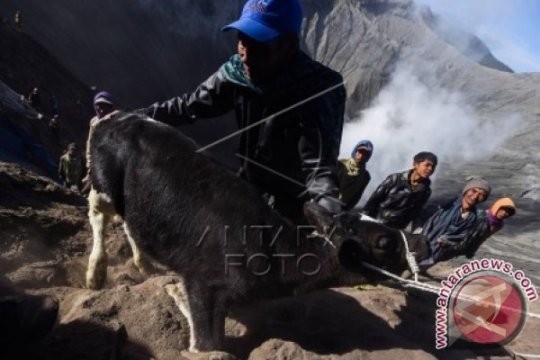 Suku Tengger Gelar Yadnya Kasada Page 1 Small