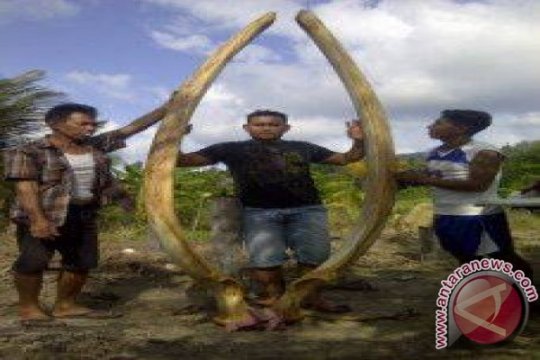 Gading Gajah Mina Page 1 Small