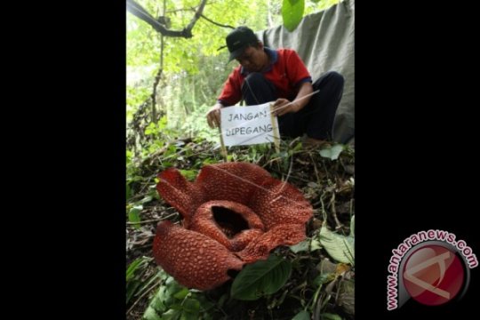 Bunga Rafflesia Arnoldi Mekar Page 2 Small