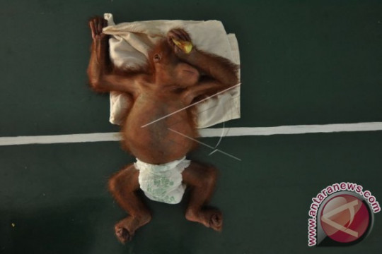 Bayi Orangutan Hasil Selundupan Page 1 Small