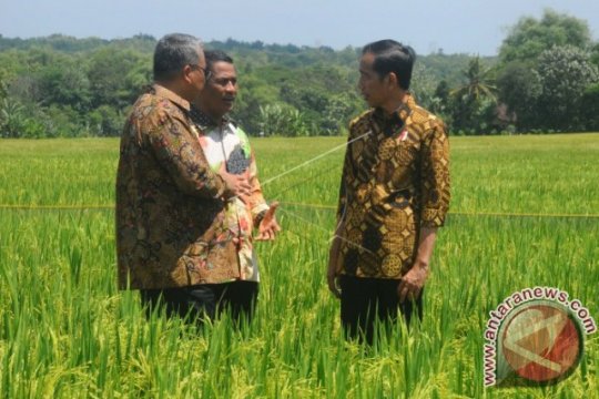 Presiden Melihat Hasil Panen Padi Unggulan Page 2 Small