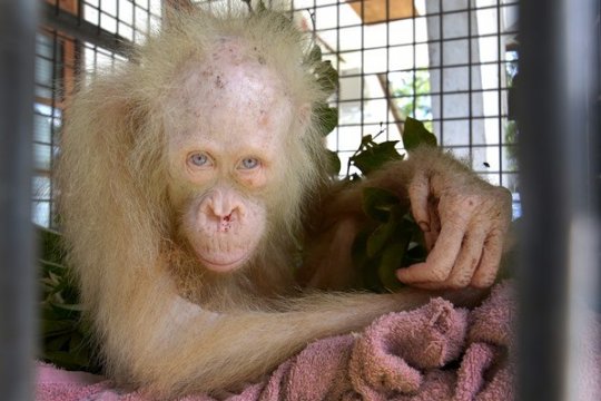 Orangutan Albino Pertama di Kalimantan Page 1 Small