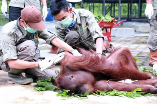 Pelepasliaran Orangutan ke Taman Nasional Katingan Page 2 Small