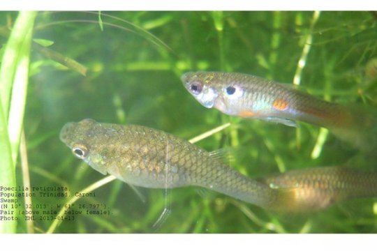 Riset: Ikan Punya Kepribadian Individual yang Rumit 