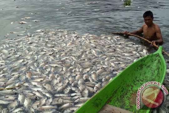 RATUSAN TON IKAN MATI