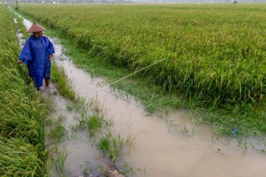 Sawah tergenang banjir Page 2 Small