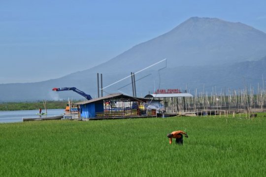 Tanam padi di lahan danau Rawa Pening Page 2 Small