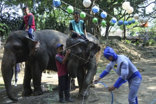 Peringatan hari gajah sedunia Page 2 Small