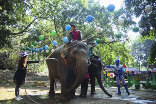 Peringatan hari gajah sedunia Page 1 Small