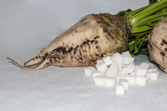 Gula bit tekan laju obesitas dan diabetes