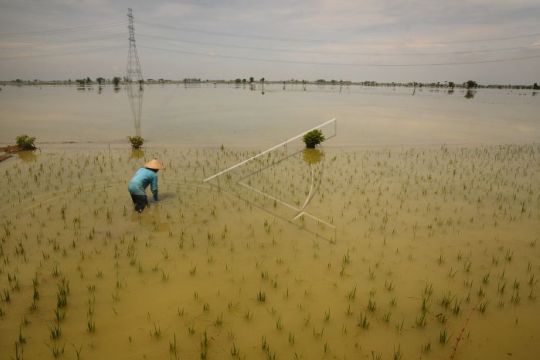 Sawah terendam banjir Page 1 Small