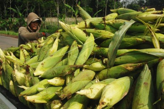 Panen jagung Page 1 Small