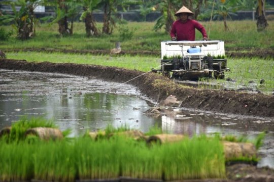 Petani menggunakan mesin penanam Page 3 Small