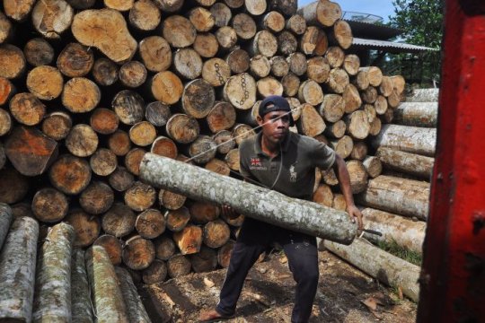 Kayu Sengon Page 1 Small