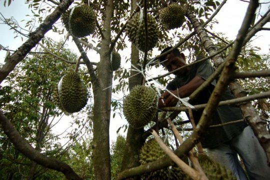 Desa penghasil durian Page 1 Small