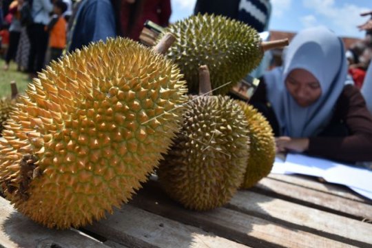 Festival durian singorojo Page 2 Small