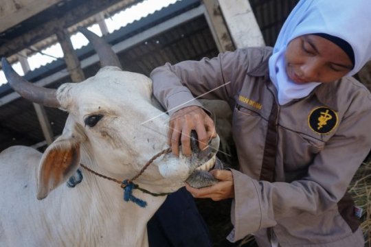 Produksi daging sapi dalam negeri Page 1 Small