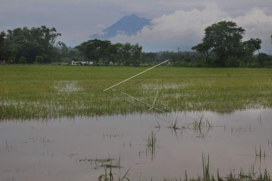 Sawah terendam banjir Page 2 Small