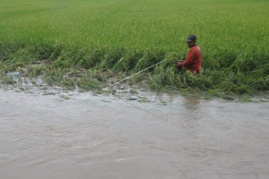 Sawah terendam banjir Page 1 Small