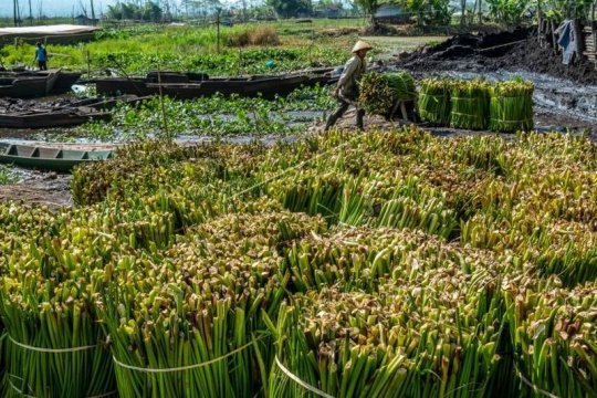 Pemanfaatan tanaman eceng gondok Page 2 Small