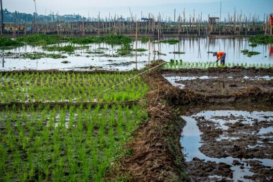 Menanam padi di kawasan danau Rawa Pening Page 2 Small