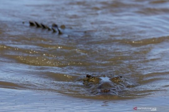 Sungai Dengan Populasi Buaya Terpadat di Dunia Page 2 Small