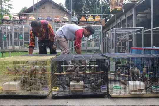 Budidaya burung perkutut Page 1 Small