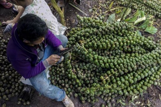 Harga kolang kaling naik Page 1 Small