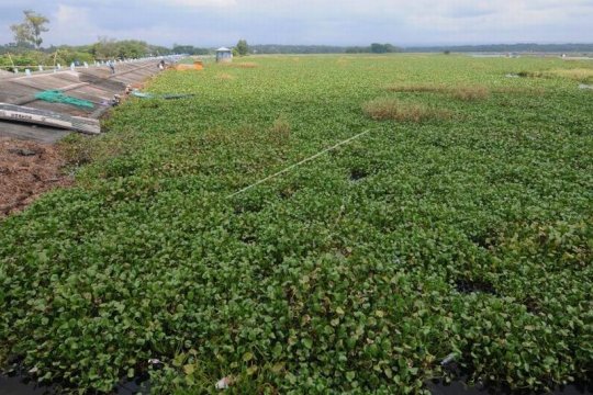 Eceng gondok di Waduk Cengklik Page 2 Small