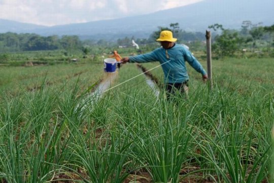 Petani tembakau beralih tanam bawang merah Page 2 Small