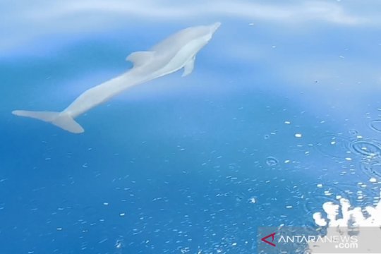 Ikan pesut tersesat di anak sungai di Pelalawan, Riau