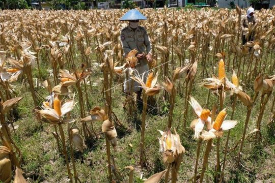 Harga jagung turun Page 1 Small