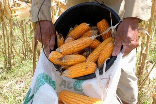 Harga jagung turun Page 2 Small