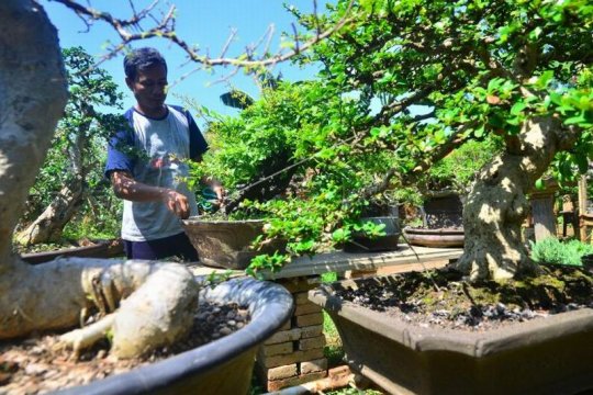 Budidaya tanaman bonsai Page 2 Small