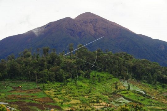 Perladangan ilegal di Taman Nasional Kerinci Seblat