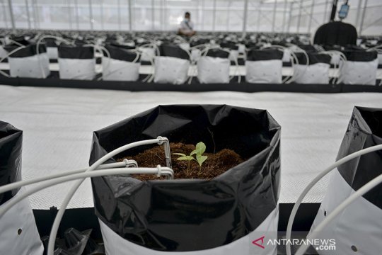 Teknologi Smart Greenhouse di Garut