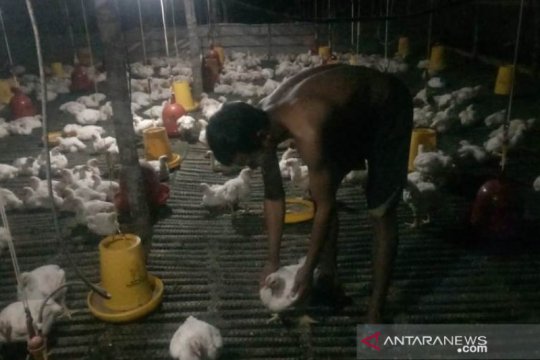 Harga ayam potong di tingkat peternak Bangka turun