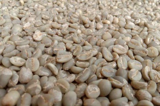 Mari bersulang kopi Senaru!