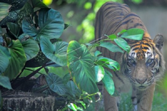 Pemindahan pengelolaan kebun binatang Jambi