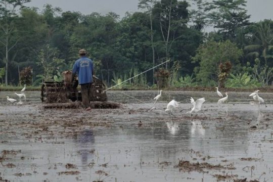 Membajak sawah Page 2 Small