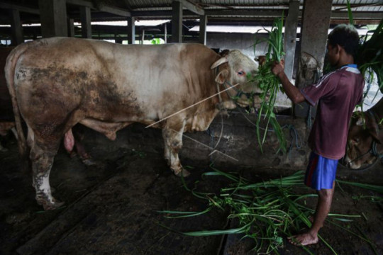 Sapi kurban dari Presiden Joko Widodo