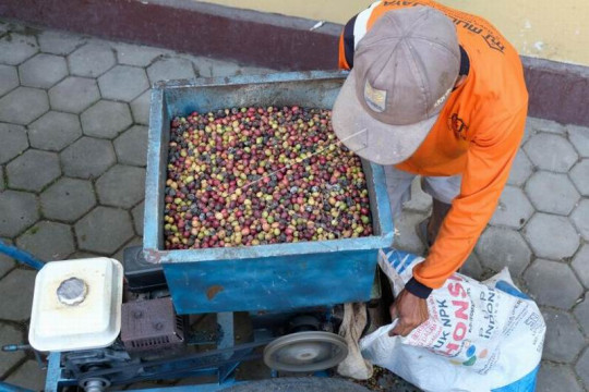 Jasa penggilingan kopi keliling Page 2 Small