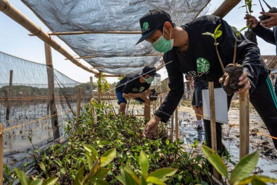 Pelatihan pembibitan dan penanaman mangrove Page 3 Small