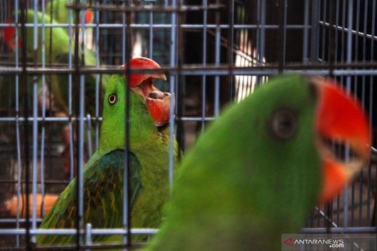 Kasus Perdagangan Sastwa Dilindungi