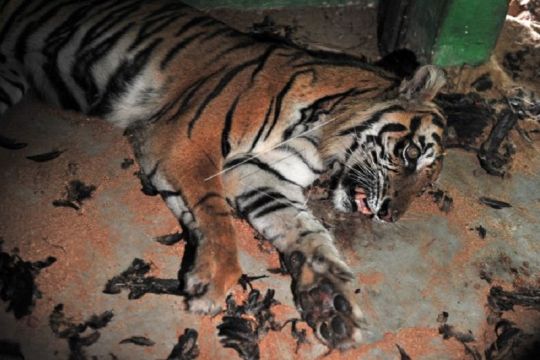 Rehabilitasi harimau sumatera korban konflik di Jambi